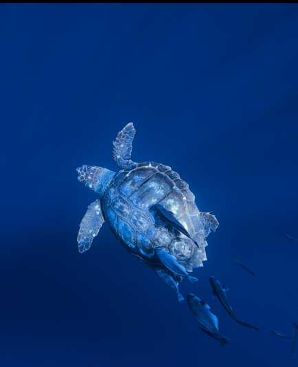 Private Day Seafari in the Azores Follow Marine Biologist - Seasonal Opportunities