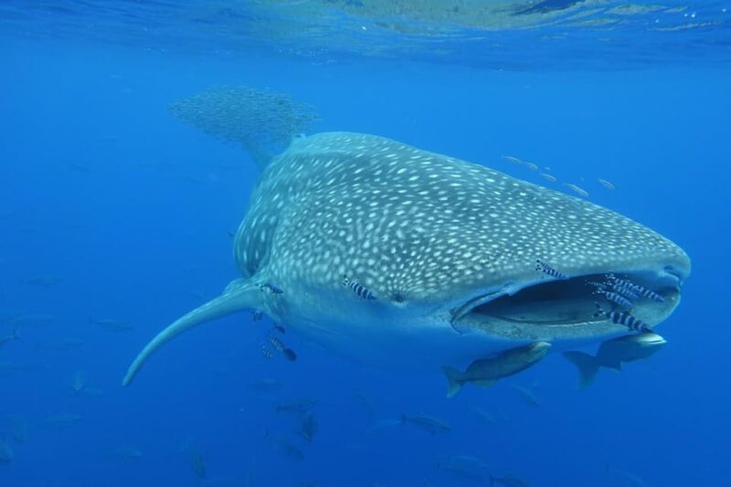 Private Day Seafari in the Azores Follow Marine Biologist - Marine Life Sightings