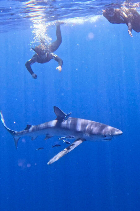 Private Day Seafari in the Azores Follow Marine Biologist - Important Considerations