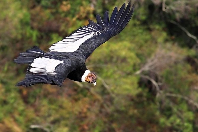 Private Day Tour: Antisana Volcano, Nature, Birds & Condors Watching - Indigenous Plants and Animals