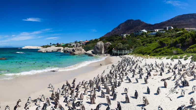 Private Day Tour Cape Point, Cape Of Good Hope & Penguins - Key Points