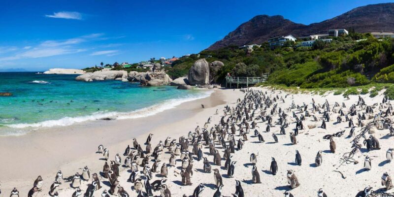 Private Day Tour Cape Point, Cape Of Good Hope & Penguins - Breathtaking Landscapes