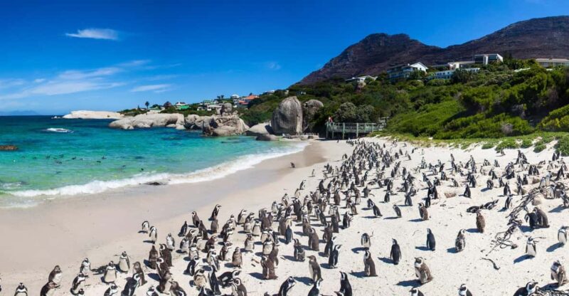 Private Day Tour Cape Point, Cape Of Good Hope & Penguins - Frequently Asked Questions