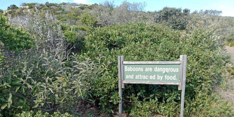 Private Day Tour Cape Point, Cape Of Good Hope & Penguins - Key Points