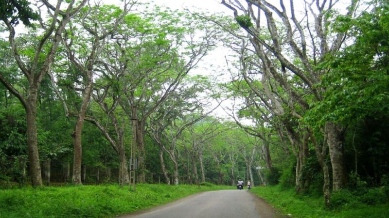 Private Day Tour: Cuc Phuong National Park From Hanoi - Itinerary
