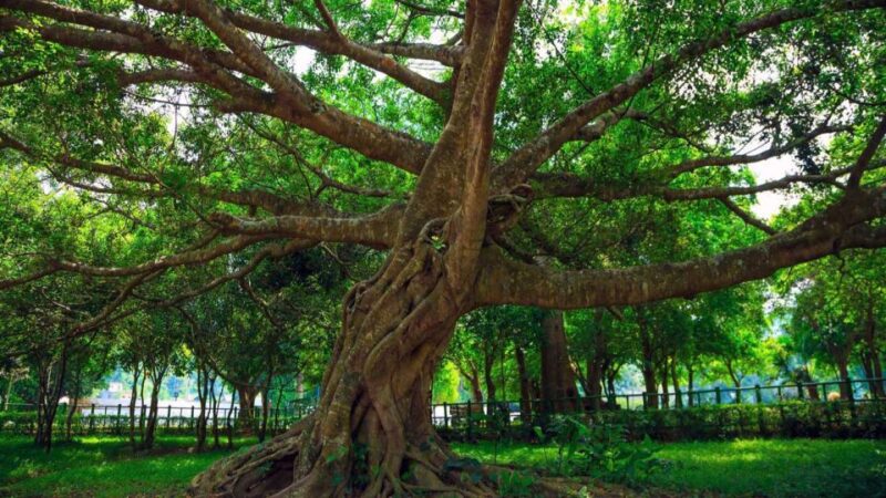 Private Day Tour: Cuc Phuong National Park From Hanoi - Endangered Primate Rescue Center