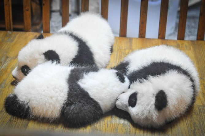 Private Day Tour: Dujiangyan Panda Base and Irrigation Project - Pricing and Booking