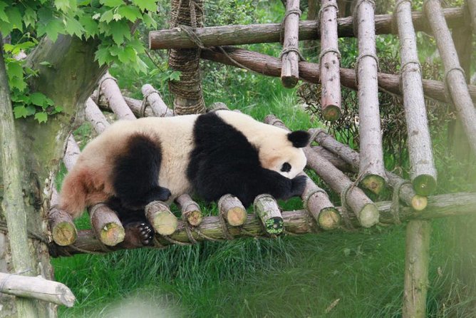 Private Day Tour: Dujiangyan Panda Base Volunteering From Chengdu - Educational Components