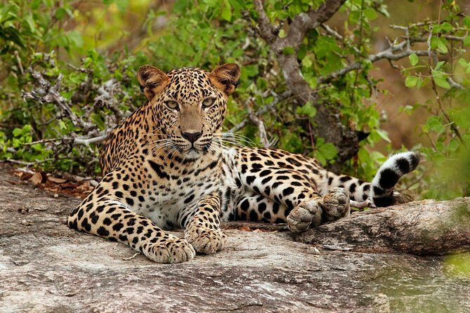 Private Day Tour from Colomb to Yala Safari (Leopard Safari Tour) - In The Sum Up