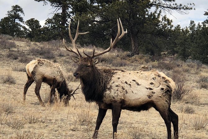 Private Day Tour From Denver to Estes Park and Rocky Mountain National Park - Local Dining and Shopping