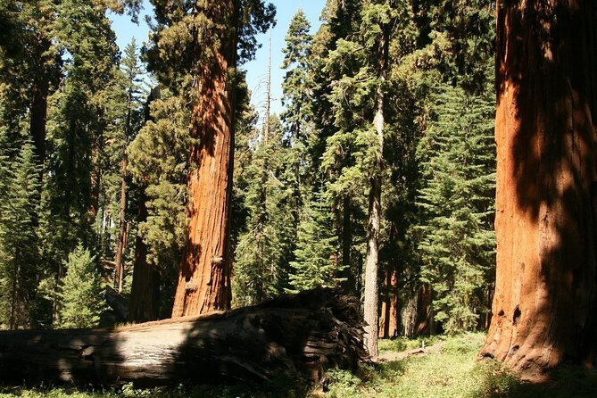 Private Day Tour From San Jose in Yosemite Natural Park - Tour Characteristics