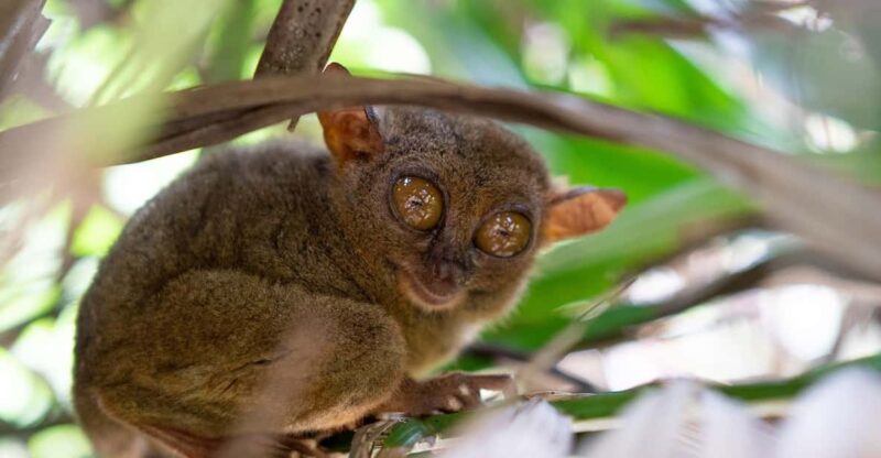 Private Day Tour in Bohol From Cebu With Roundtrip Transfers - Tour Itinerary and Highlights