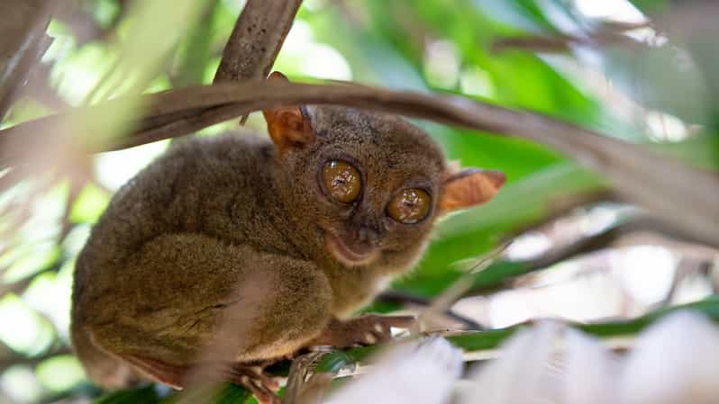 Private Day Tour in Bohol From Cebu With Roundtrip Transfers - Tour Inclusions