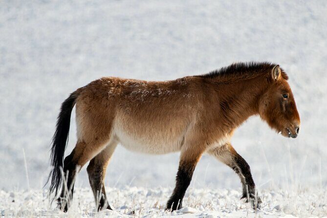 Private Day Tour in Hustai Nuruu National Park - Introduction