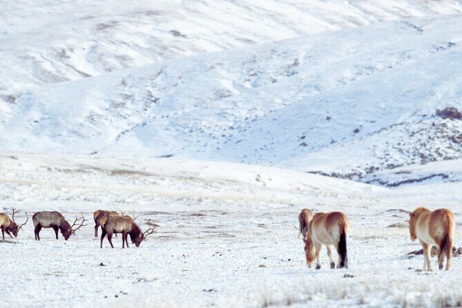 Private Day Tour in Hustai Nuruu National Park - Key Points