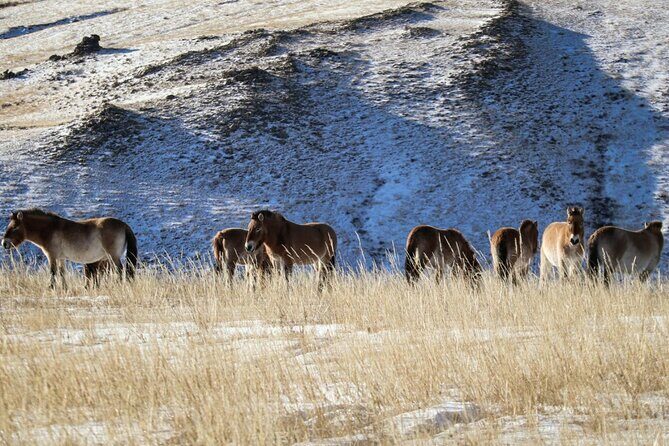 Private Day Tour in Hustai Nuruu National Park - Authentic Experiences and Traveler Insights