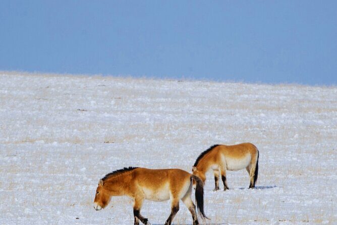 Private Day Tour in Hustai Nuruu National Park - FAQ