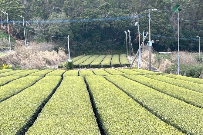 Private Day Tour in Kagoshima - The Bottom Line