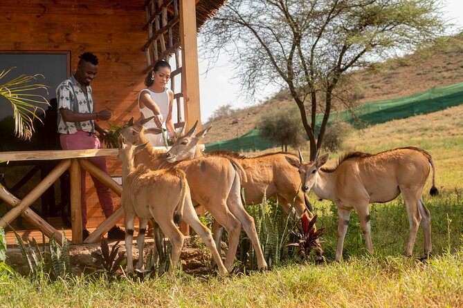 Private Day Tour in Serval Wildlife and Kikuletwa Hot Spring - About Your Stay