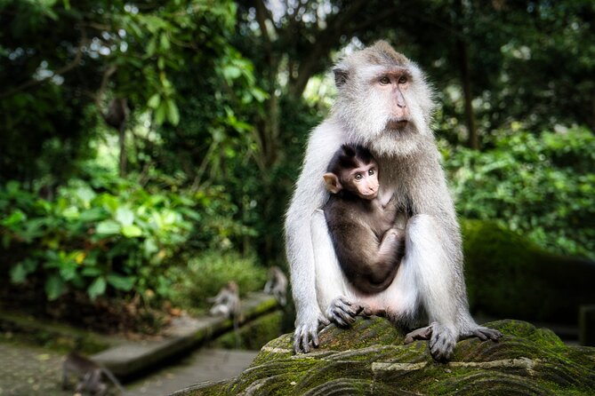 Private Day Tour in Ubud and Tanah Lot Temple - Tour Overview