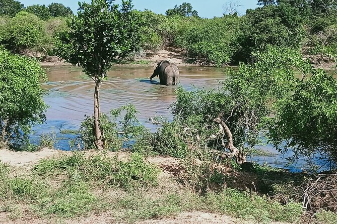 Private Day Tour in Yala National Park With Lunch - Comparison of Safari Tour Options