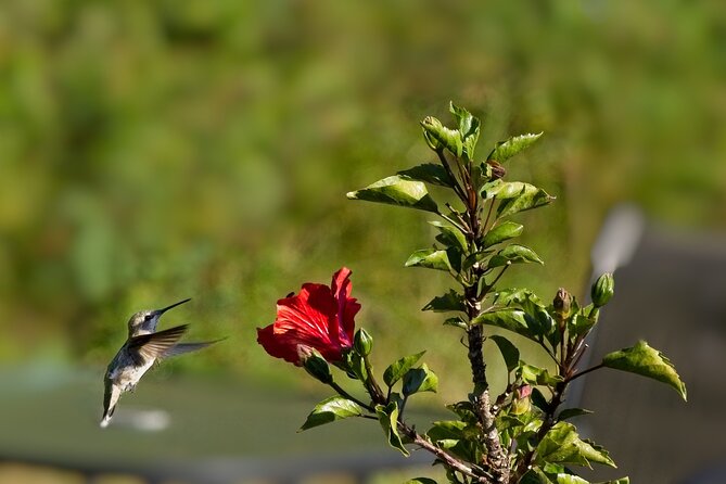 Private Day Tour in Yerette the Home of Hummingbird - About Your Stay