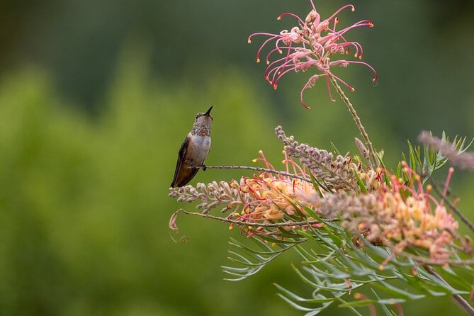 Private Day Tour in Yerette the Home of Hummingbird - Meeting and Pickup Time