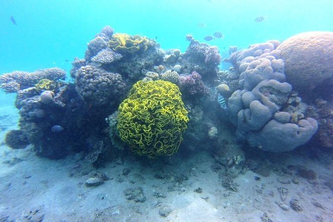 Private Day Tour: Indonesia Batam Island Reef Snorkel & Kayak From Singapore - Inclusions and Transportation
