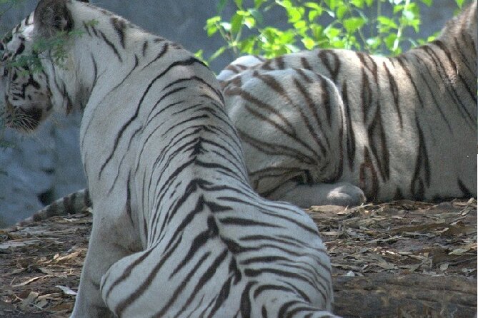 Private Day Tour of Arignar Anna Review - Booking Information