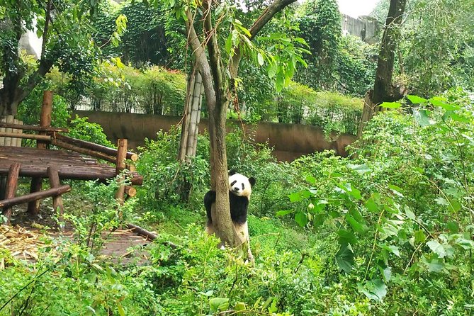 Private Day Tour of Chengdu City Overivew - Accessibility and Participation
