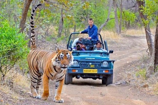 Private Day Tour Of Kumbhalgarh Fort & Wildlife Sanctuary From Udaipur - Pricing Information