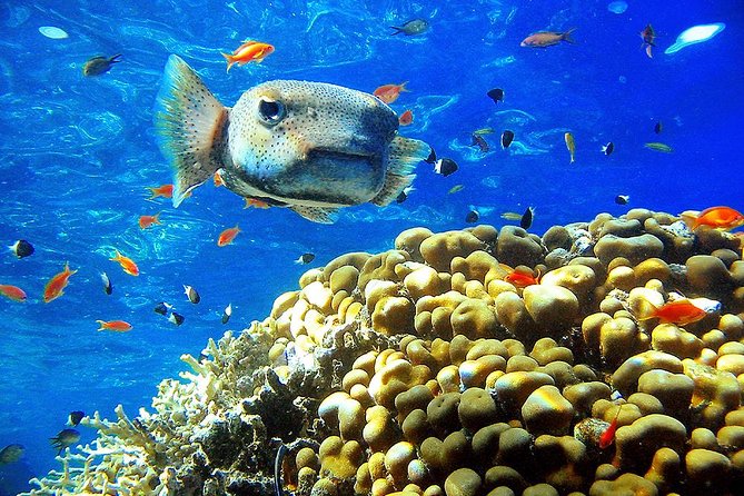 Private Day Tour of Ras Mohammed National Park With Snorkeling - Preparing for Your Tour Adventure