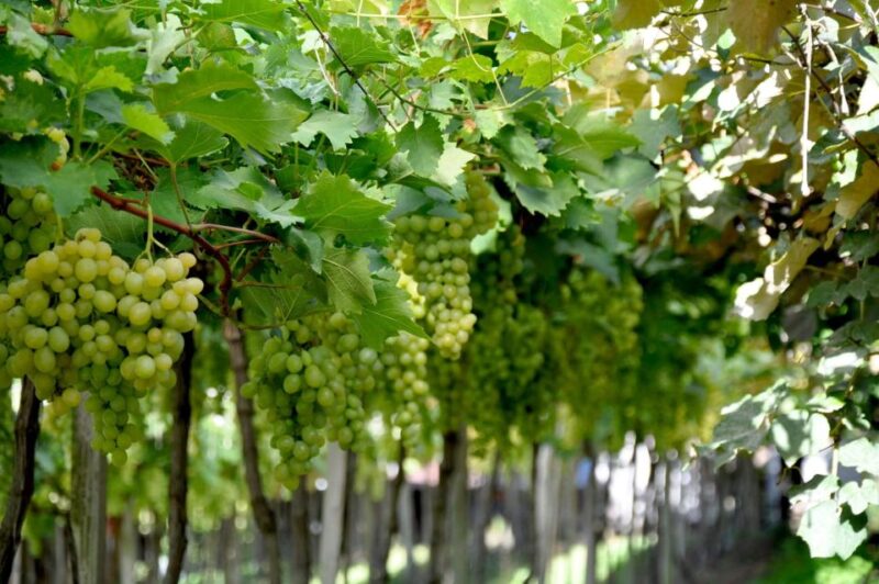 Private Day Tour of the Vale Dos Vinhedos Departing From Porto Alegre - Tour Itinerary Options