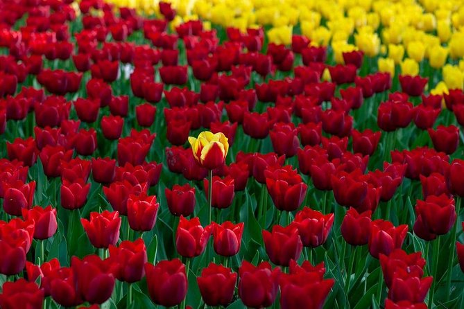 Private Day Tour OTTAWA Tulip Festival May 10-20 From MONTREAL - Suitability