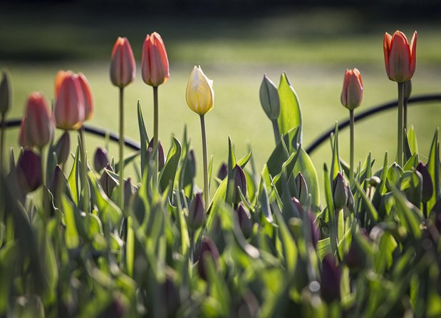 Private Day Tour OTTAWA Tulip Festival May 10-20 From MONTREAL - Additional Information