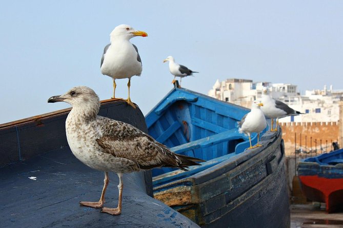 Private Day Tour To Essaouira - Seamless Private Transportation