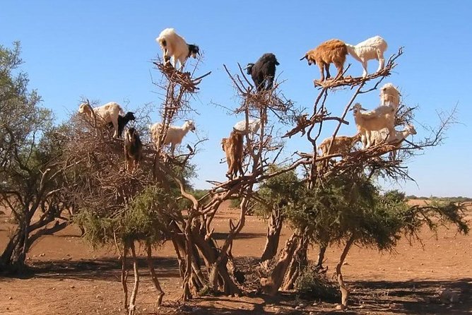 Private Day Tour To Essaouira - Exceptional Guide and Driver