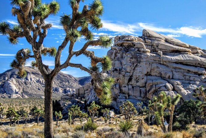 Private Day Tour to Joshua Tree National Park From San Diego - Key Points