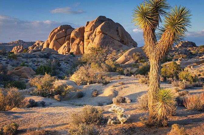 Private Day Tour to Joshua Tree National Park From San Diego - Meeting and Pickup Details