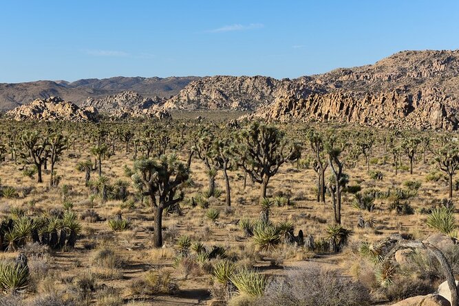 Private Day Tour to Joshua Tree National Park From San Diego - Accessibility Features