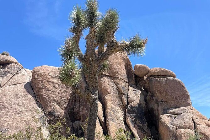 Private Day Tour to Joshua Tree National Park From San Diego - Booking Information and Policies
