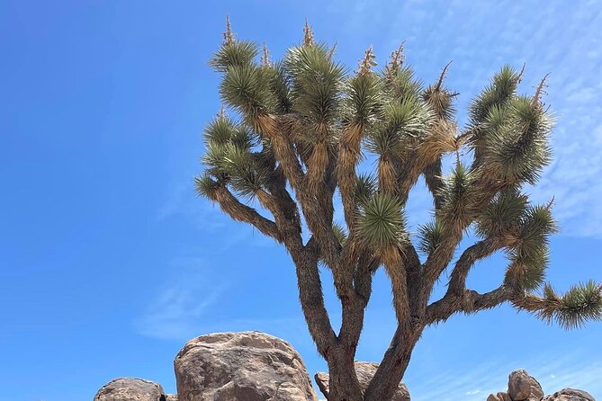 Private Day Tour to Joshua Tree National Park From San Diego - Highlights of Joshua Tree National Park