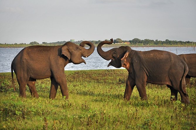 Private Day Tour to Pidurangala, Ritigala and Elephant Safari - Accessibility and Physical Fitness