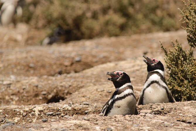 Private Day Tour to Punta Tombo Penguin Colony From Puerto Madryn - Key Points