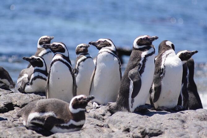Private Day Tour to Punta Tombo Penguin Colony From Puerto Madryn - Cancellation and Refund Policy