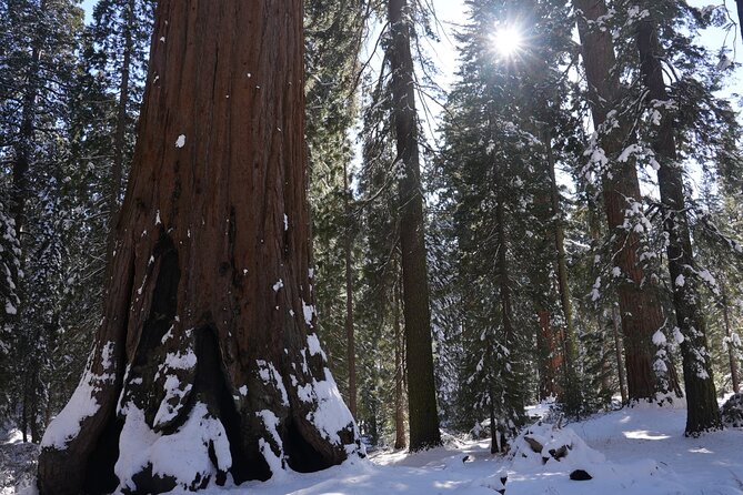 Private Day Tour to Sequoia and Kings Canyon Parks From LA - Potential Safety Concerns