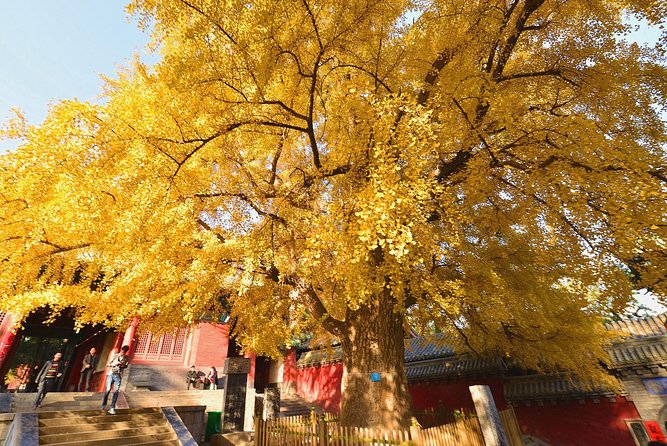 Private Day Tour to Shaolin Temple From Beijing by Bullet Train With Kungfu Show - Bullet Train Journey to Shaolin