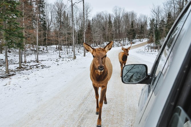 Private Day Tour to Wildlife Parc Omega and Montebello Lodge From Montreal - Wildlife Viewing Opportunities