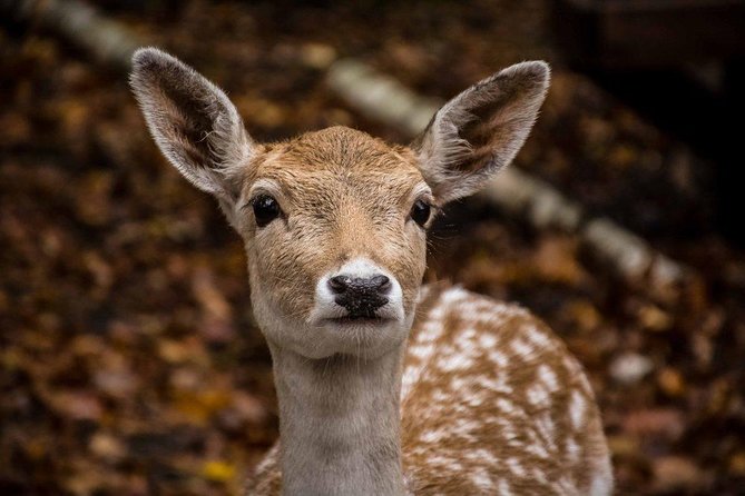 Private Day Tour to Wildlife Parc Omega and Montebello Lodge From Montreal - Feeding the Animals