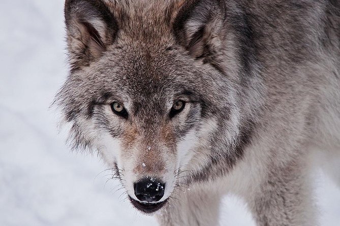 Private Day Tour to Wildlife Parc Omega and Montebello Lodge From Montreal - Trails and Observation Areas